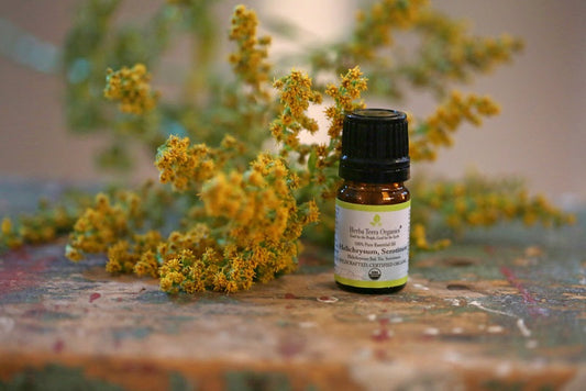 usda certified organic helichrysum oil for immune system support