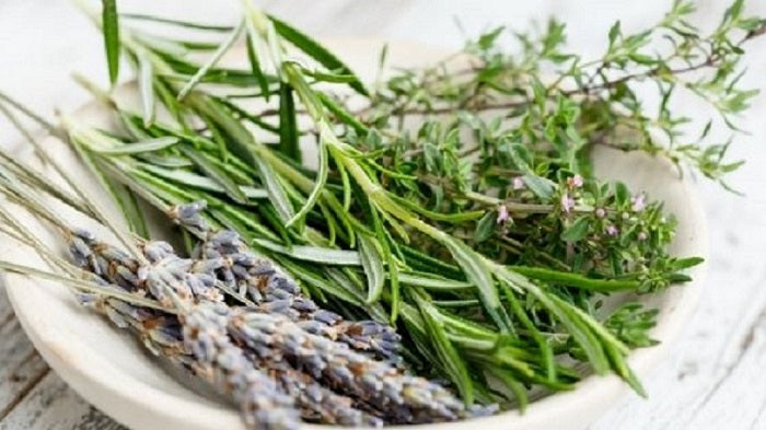 Thyme Plant