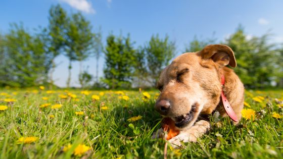 The Power of Essential Oils: Natural Relief fo Skin Allergies in Dogs