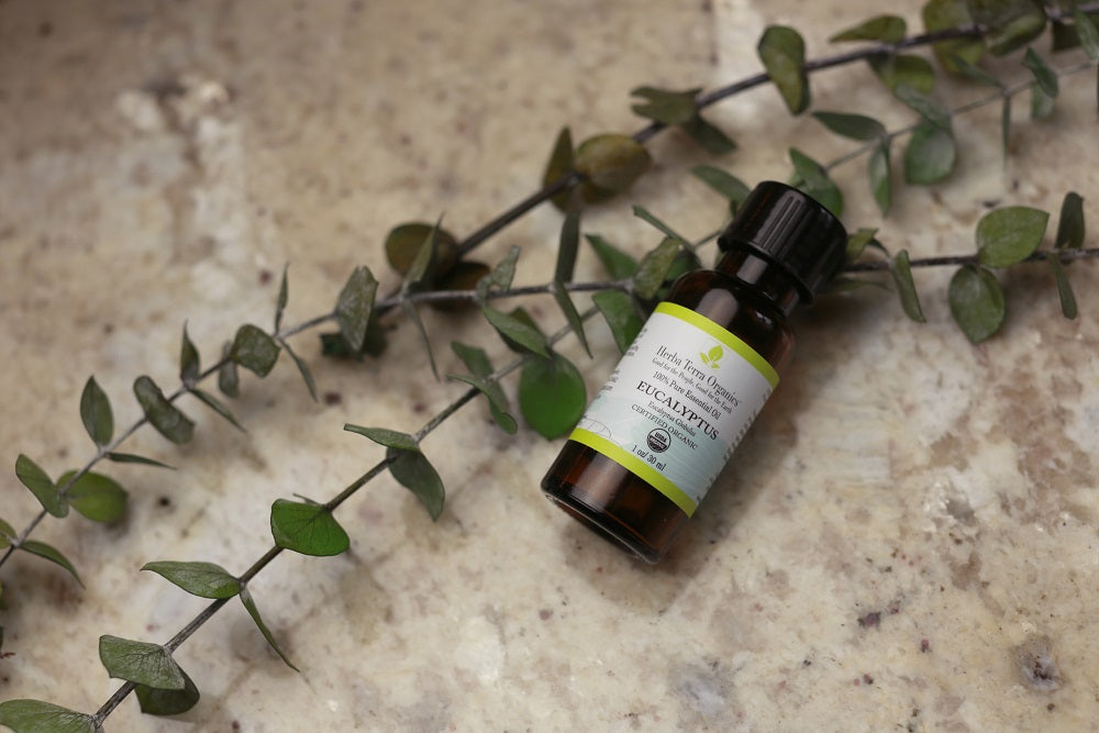 Eucalyptus Essential Oil for Your Immunity and 7 other Reasons Why You Need It